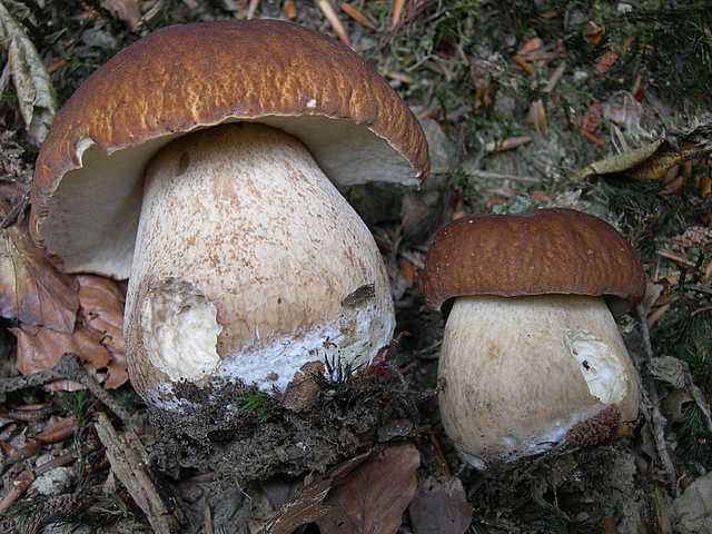 Funghi di frontiera